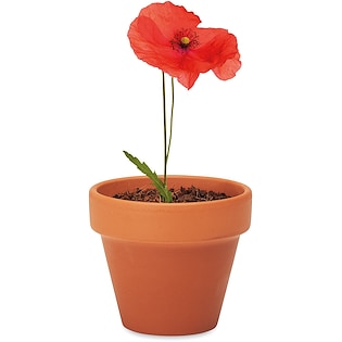 Pflanze Red Poppy