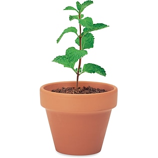 Plante en pot Bucyrus