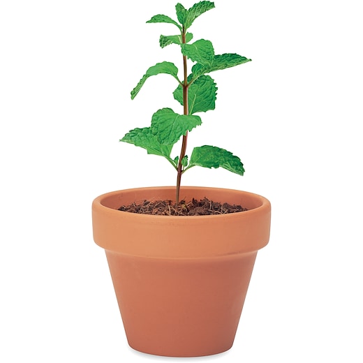  Plante en pot Bucyrus - 